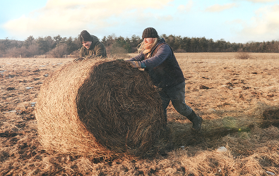 Image features two men rolling a bale of hay through a field.